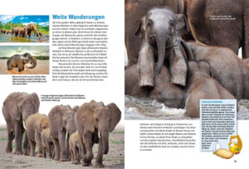 Preview: Entdecke die Elefanten